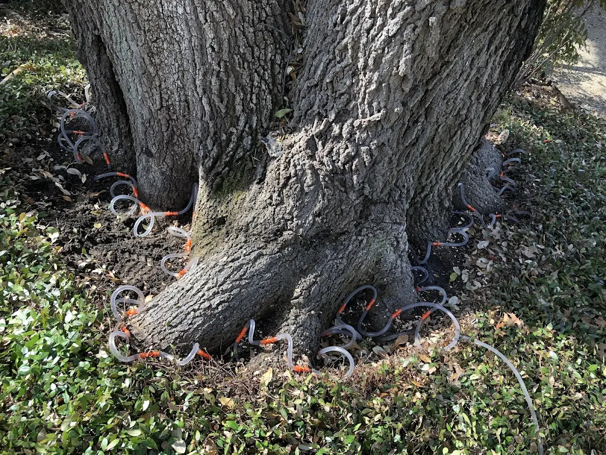Detailed Tree Cabling and Bracing job site in Bellport