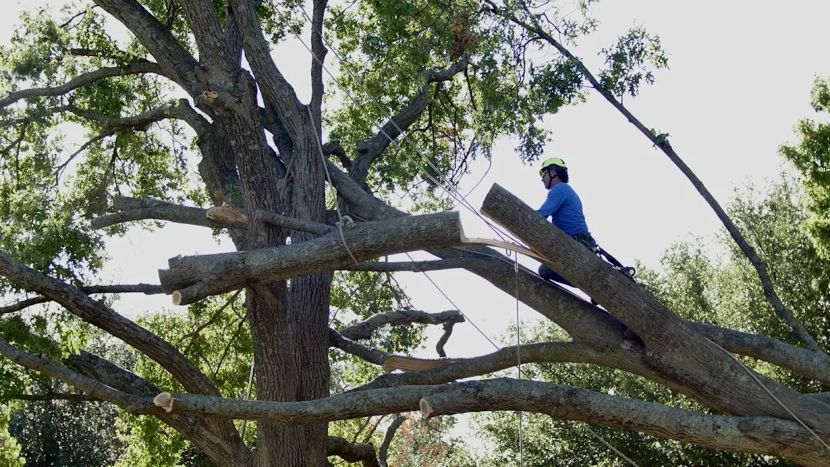 Professional Crown Thinning performed by certified arborists in Bellport
