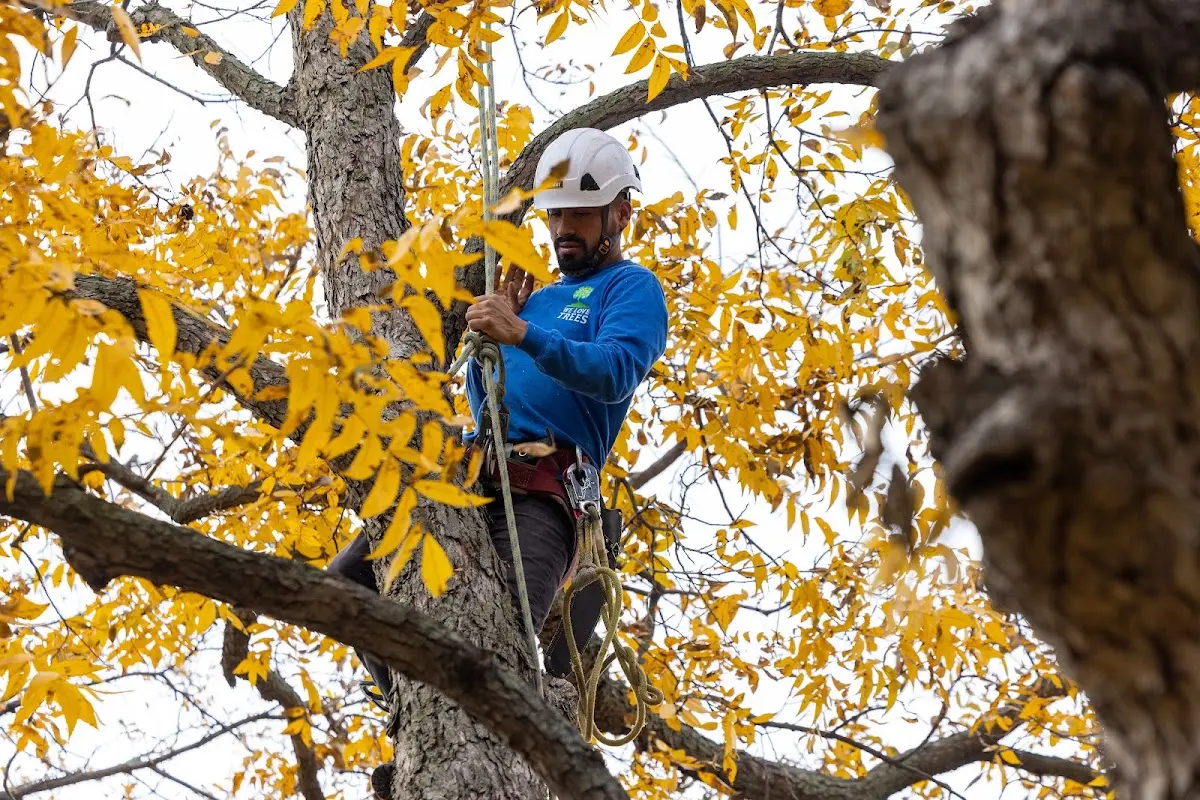Skilled Tree Transplanting crew working in Bellport